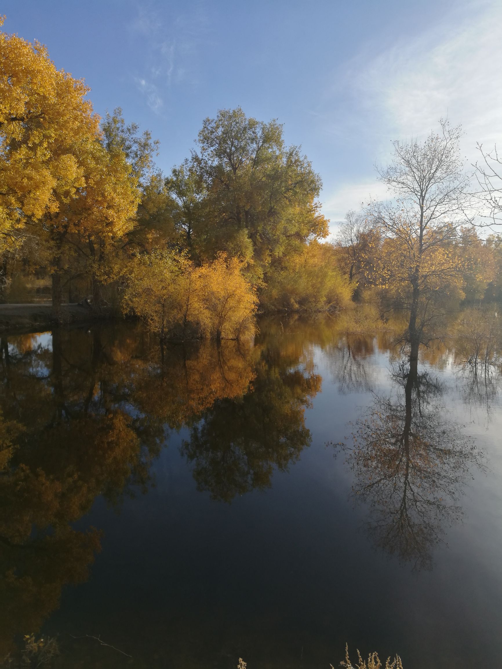 西北胡杨林旅游攻略,大西北环线胡杨林十日游