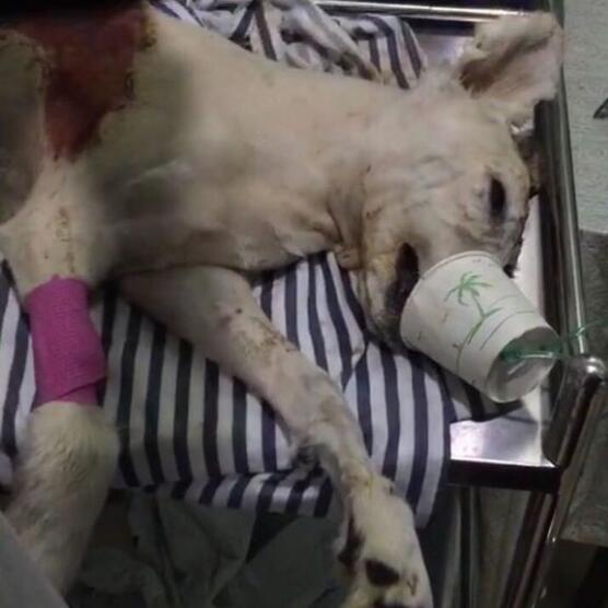 才出生小狗被咬死,出生的小狗被虐待