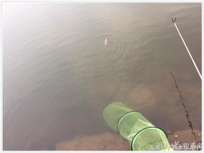 元旦出钓获大鲫，新年来个开门红