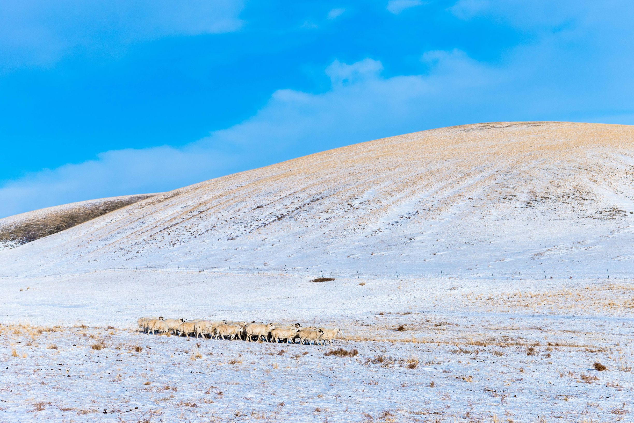 冰雪那达慕大会,冰雪那达慕完整版开幕式