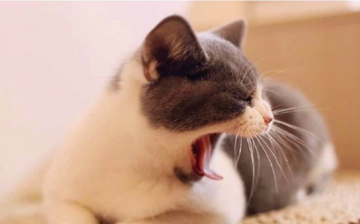 半夜猫叫（小说）——值得深思，讽刺批判着什么！