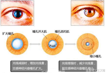 吸毒的人眼睛有什么特征,吸毒的人眼睛是什么样特征