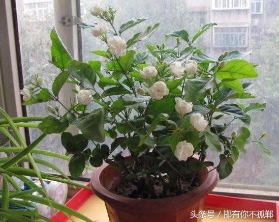 好养易活的室内盆栽花卉,适合家里养的四季开花的花卉盆栽