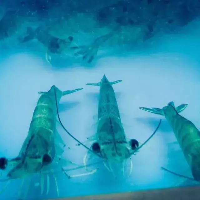 南京西路上高逼格优惠美食轮流来一圈，轻松躲避前任大军