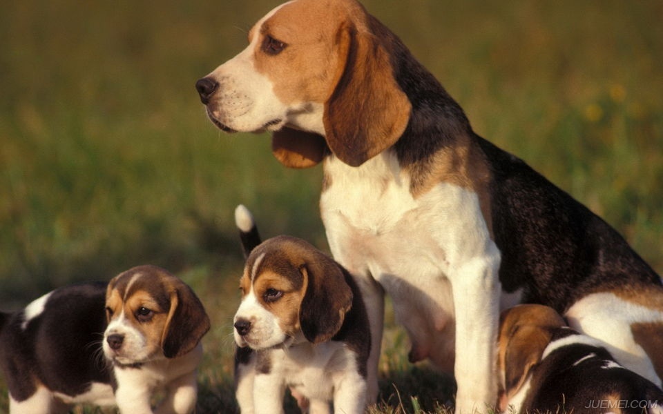 世界著名犬种比格犬,犬种百科知识
