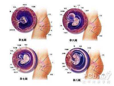 怀孕最详细讲解,怀孕注意事项大全1-40周孕妇手册