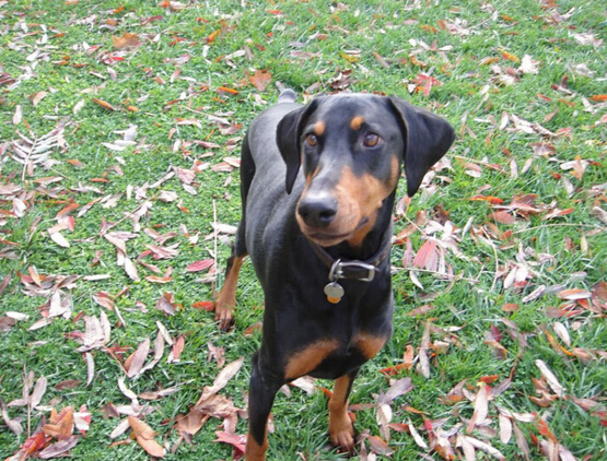 犬类品种大全杜宾犬,犬种百科之安纳托利亚牧羊犬