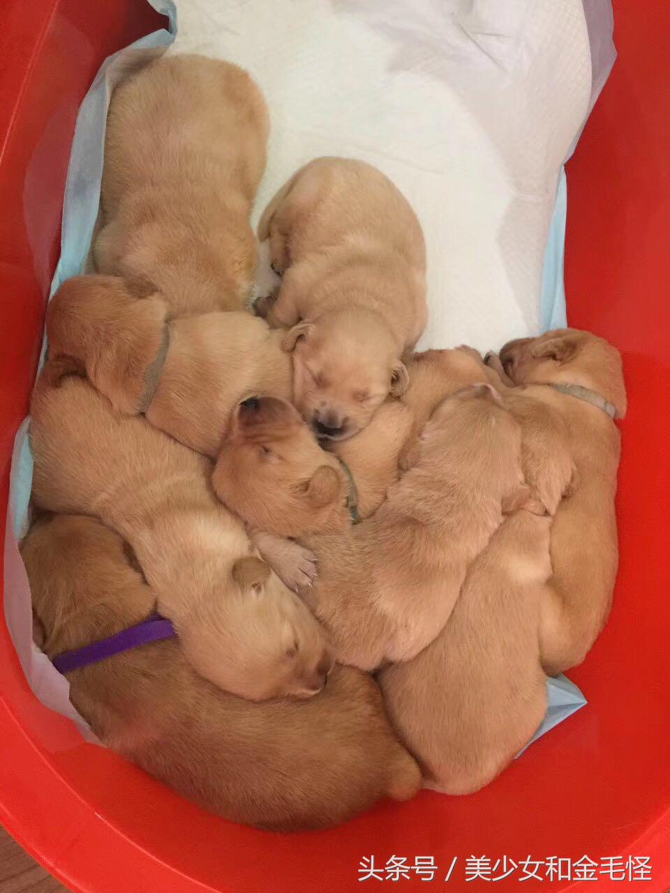 狗妈妈在生产后需要注意哪些,狗第一次分娩前兆