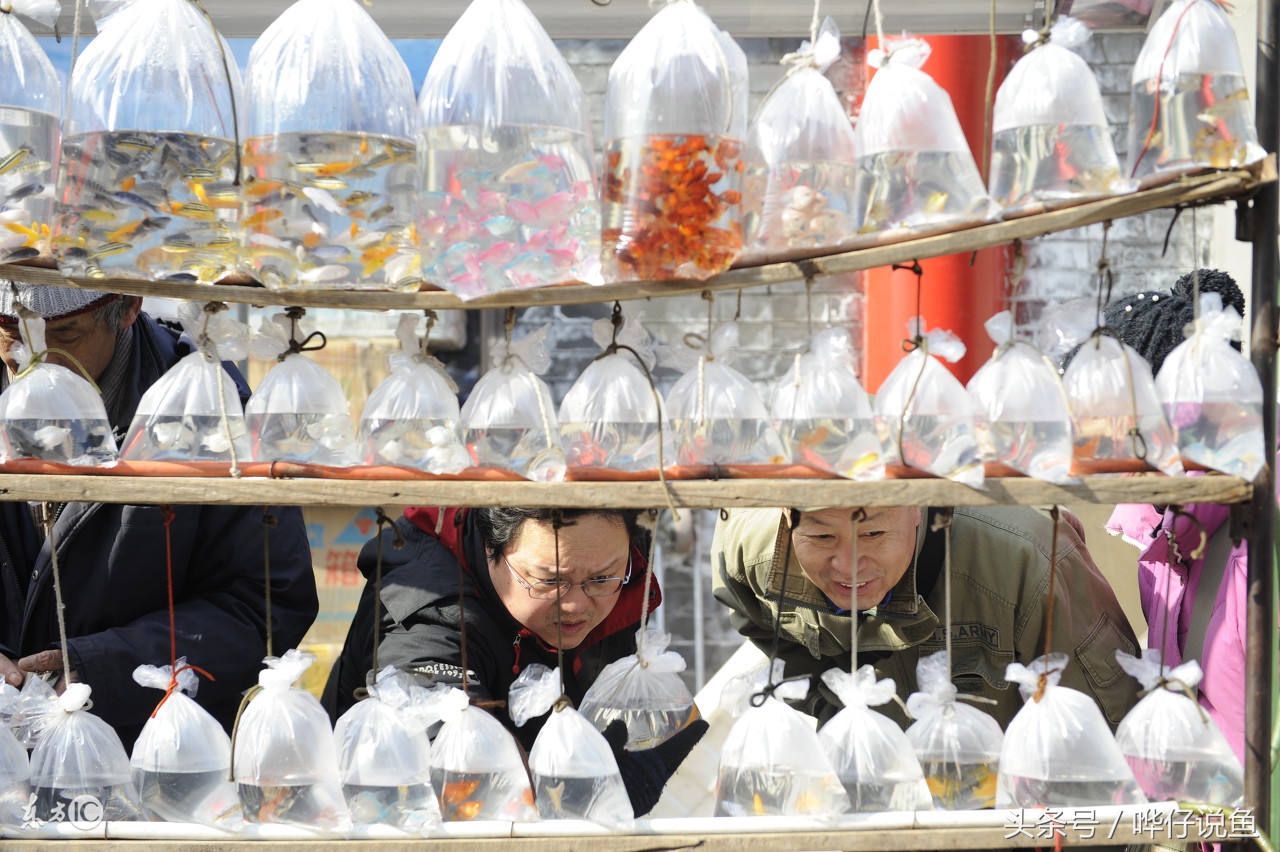 养什么观赏鱼比较好而且好看,哪种观赏鱼比较好养又好看