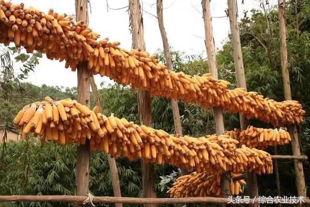 最新山东玉米高产稳产玉米品种,笨玉米和高产玉米的区别