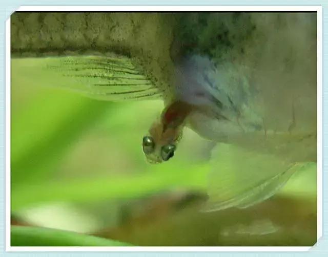 全红孔雀鱼饲养难度,用收纳箱饲养孔雀鱼