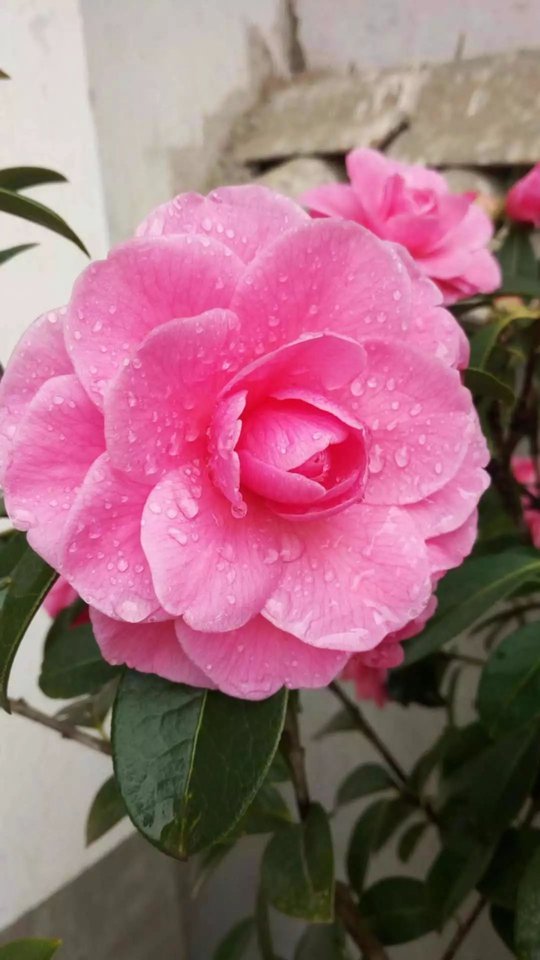 楚雄紫溪山山茶花开了吗,楚雄紫溪山茶花盛开的地方