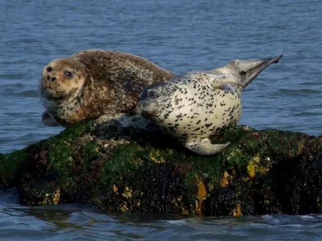 浠欏娴峰哺榄呭姏鐗熷钩,鐑熷彴闀垮矝娴蜂笂椋庡厜
