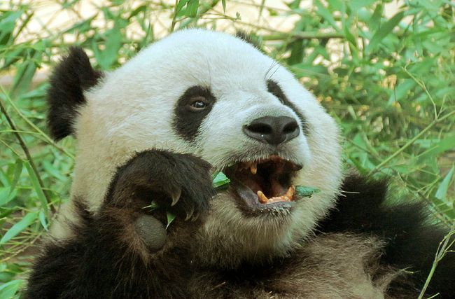 大熊猫吃竹子动画片,大熊猫如何吃竹子作文