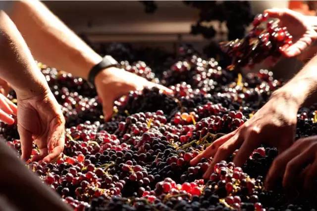 葡萄酒趣味小故事大全,葡萄酒趣味视频