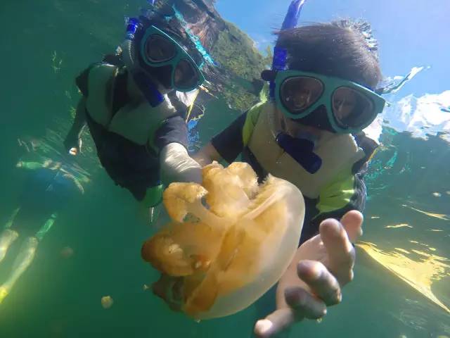 帕劳潜水旅行攻略,帕劳潜水旅行清单