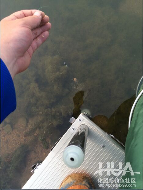 化氏速散颗粒适合用什么饵料钓,化氏不空军饵料和蓝鲫哪个好用