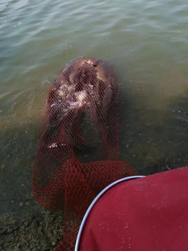 化氏速散颗粒适合用什么饵料钓,化氏不空军饵料和蓝鲫哪个好用