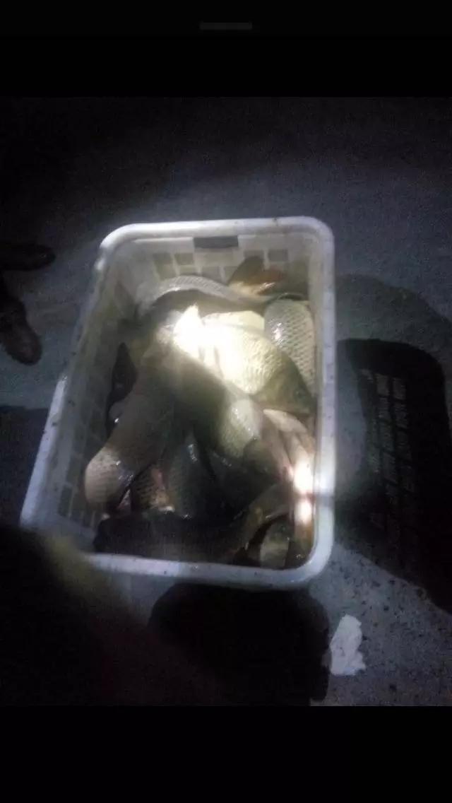 化氏速散颗粒适合用什么饵料钓,化氏不空军饵料和蓝鲫哪个好用