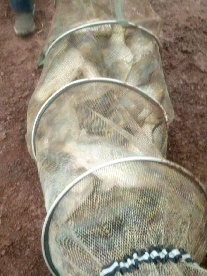 化氏速散颗粒适合用什么饵料钓,化氏不空军饵料和蓝鲫哪个好用