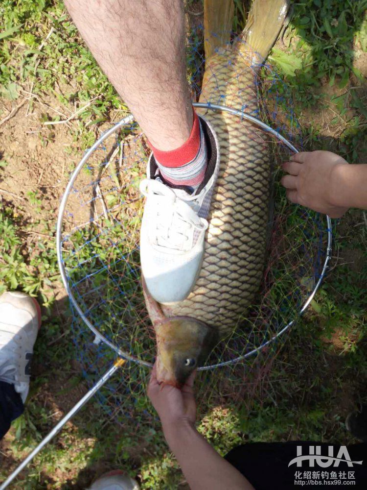 化氏速散颗粒适合用什么饵料钓,化氏不空军饵料和蓝鲫哪个好用