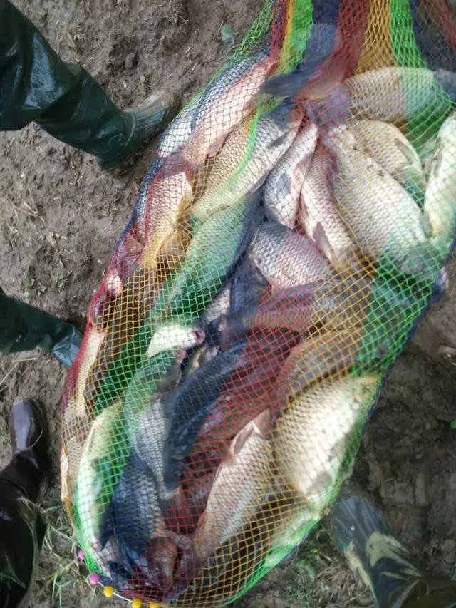 化氏速散颗粒适合用什么饵料钓,化氏不空军饵料和蓝鲫哪个好用