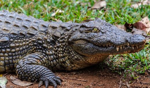 鳄鱼为什么不灭绝啊,鳄鱼为什么没有跟恐龙一起灭绝