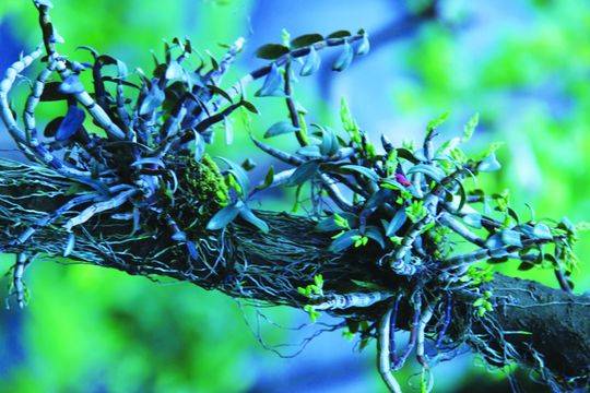 植物界的大熊猫是哪种植物,植物界大熊猫是在哪里