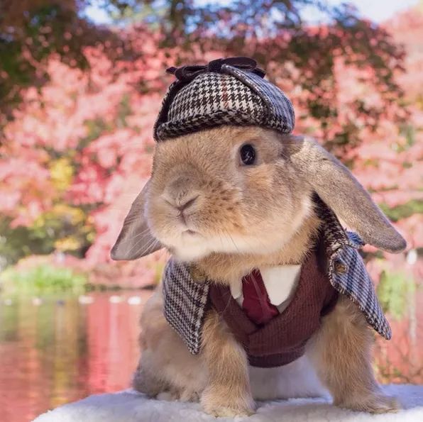 12生肖驾到视频,十二生肖迎接高光时刻