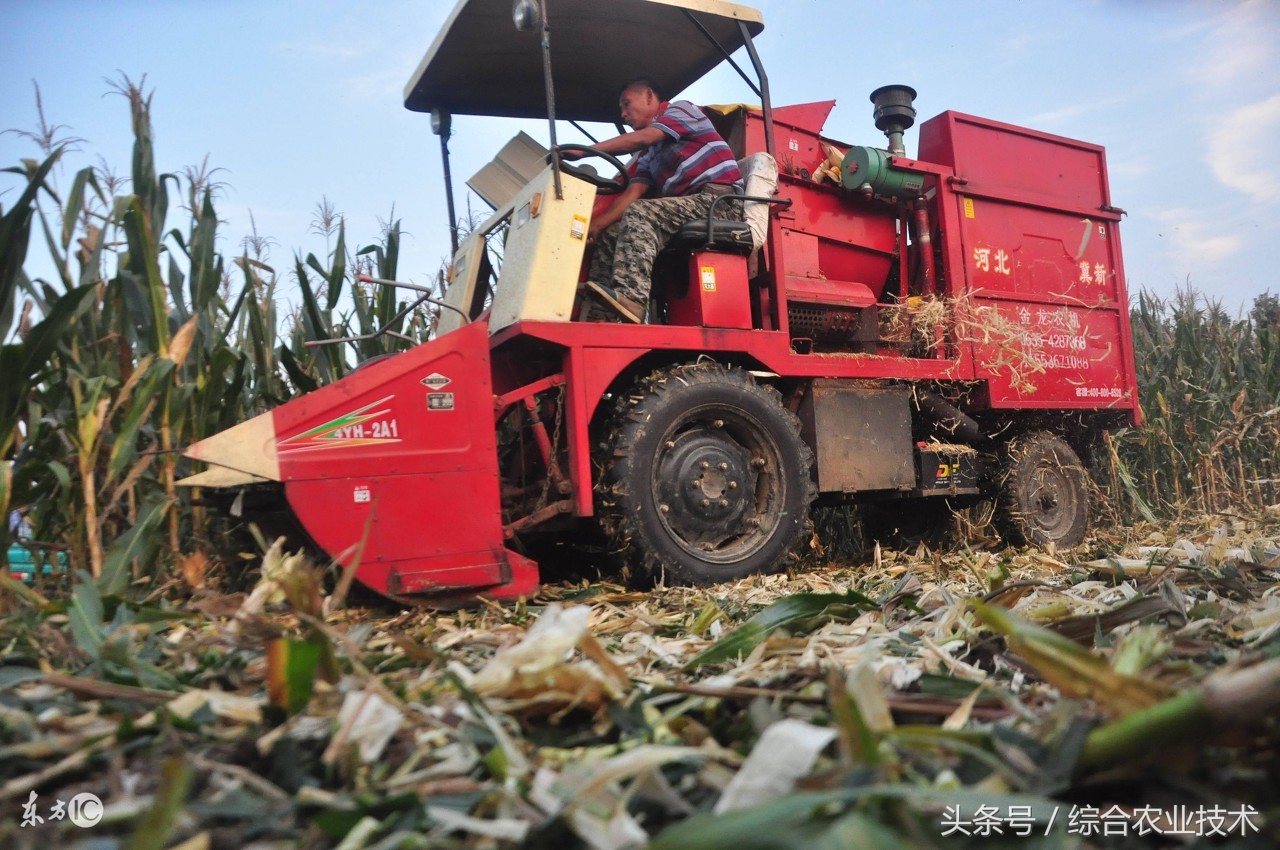 最新山东玉米高产稳产玉米品种,笨玉米和高产玉米的区别