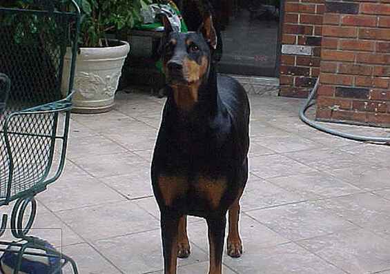 犬类品种大全杜宾犬,犬种百科之安纳托利亚牧羊犬