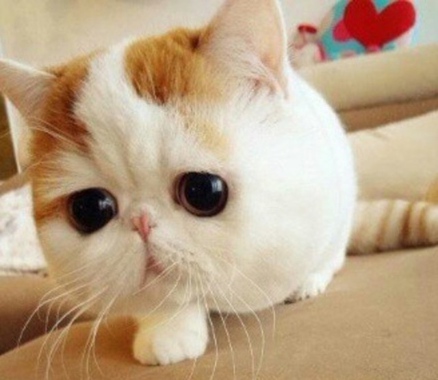 六件会惹毛猫咪的事情，你们做过吗？