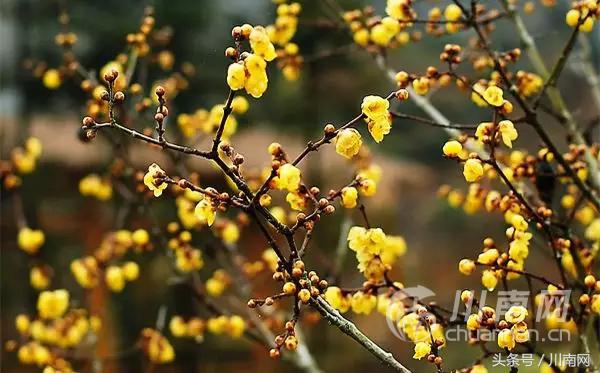 泸州看腊梅,又是一年赏梅季泸州梅花哪里赏
