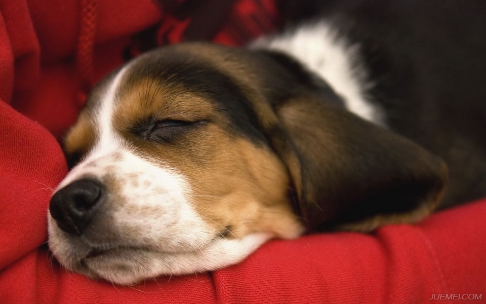 世界著名犬种比格犬,犬种百科知识