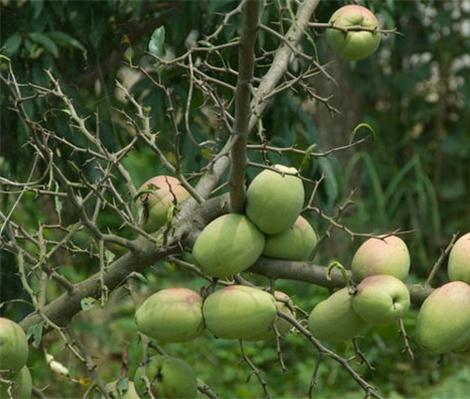 茶友聊茶12期：拔玛古茶，果香型不淡不酽的甘甜—南糯山最好的茶