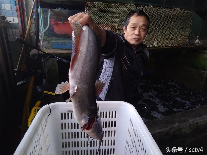 正宗梭边鱼,分不清正反面的鱼