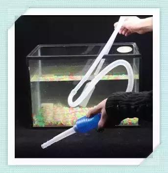 全红孔雀鱼饲养难度,用收纳箱饲养孔雀鱼