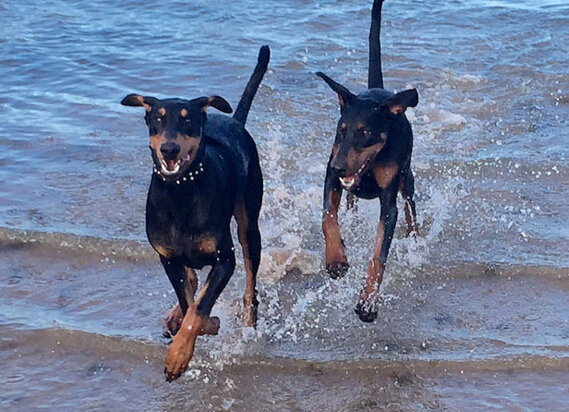 犬类品种大全杜宾犬,犬种百科之安纳托利亚牧羊犬