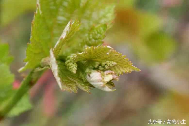 暖棚葡萄一年两熟技术,一年盆栽葡萄的种植技巧和方法