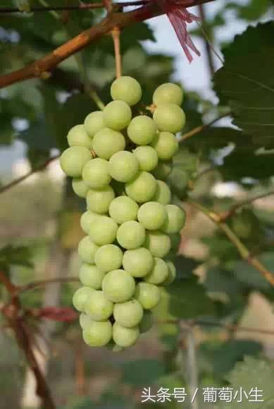 暖棚葡萄一年两熟技术,一年盆栽葡萄的种植技巧和方法