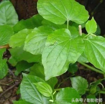 中药葫芦茶的功效与作用,跟老师每日一学草药