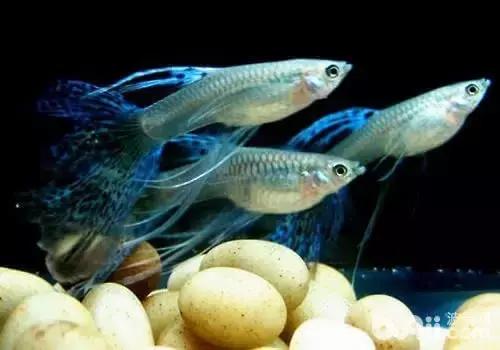 全红孔雀鱼饲养难度,用收纳箱饲养孔雀鱼