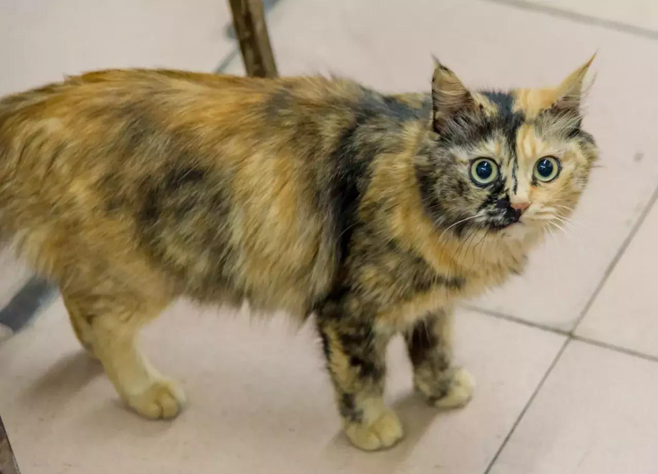 同福路金辉田螺鸡煲地址,同福西田螺鸡煲