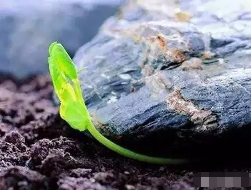 如何才能做到科学备孕,如何备孕才能又快又准图片