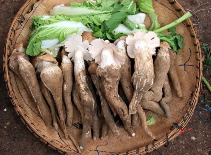 云南的土壤好吗,云南可以吃的土是什么来的