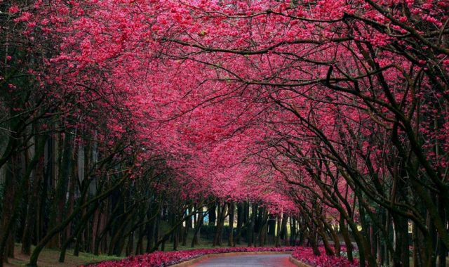 去日本看樱花攻略,去日本看樱花的攻略