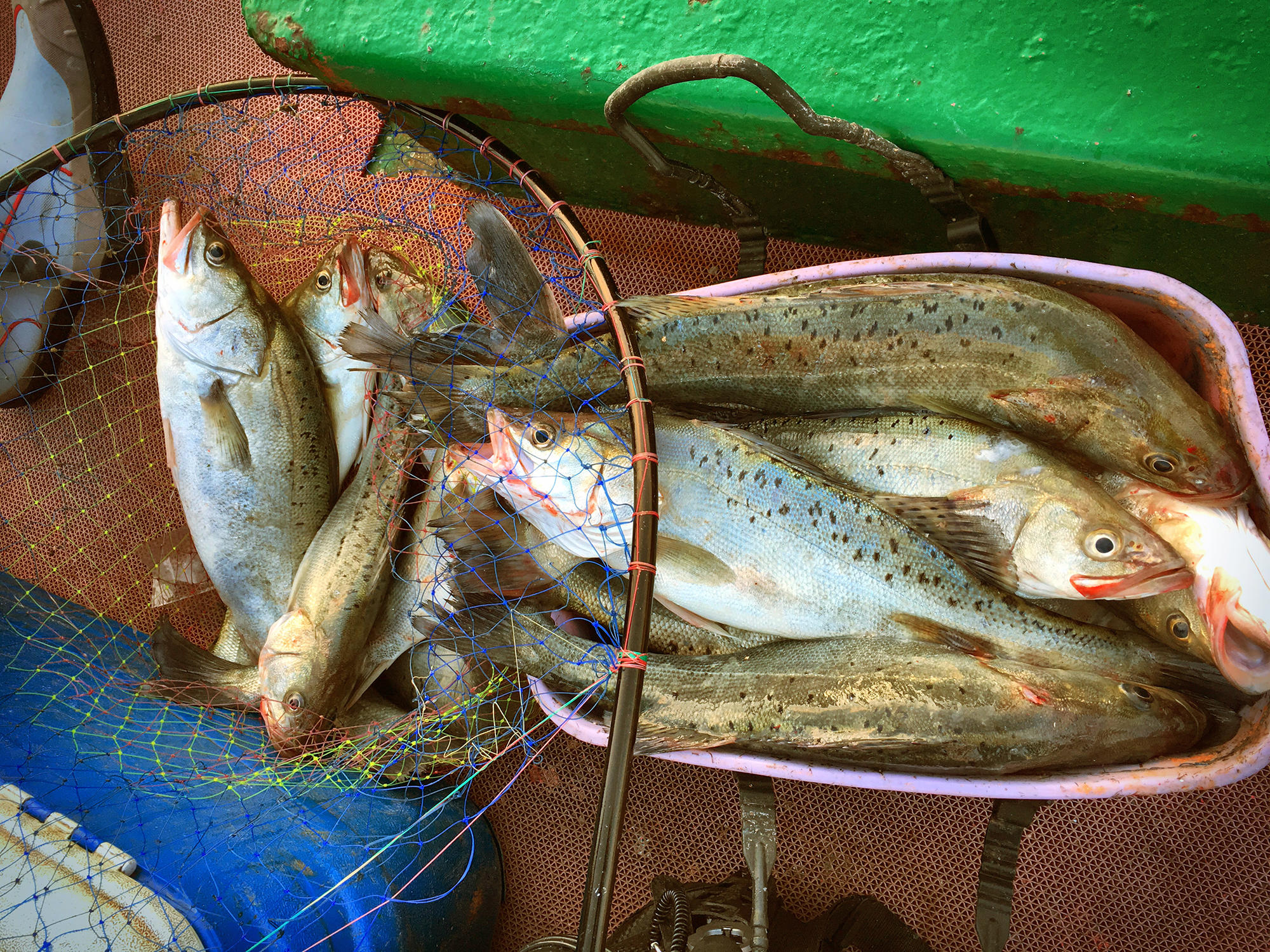 今年第一次钓海鲈鱼,最新钓七星鱼视频