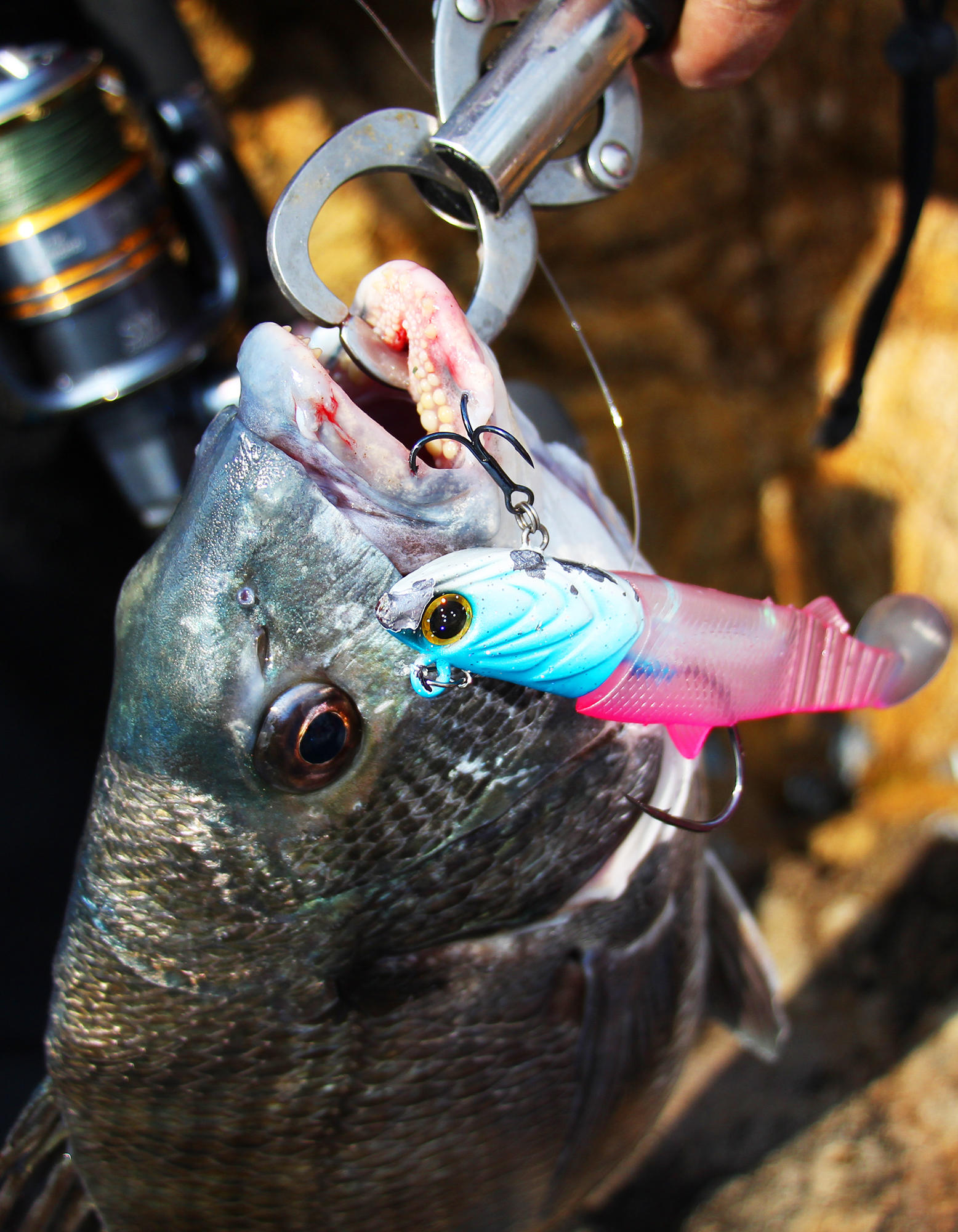 今年第一次钓海鲈鱼,最新钓七星鱼视频