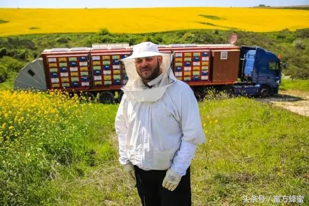 麦卢卡蜂蜜和普通蜂蜜有什么区别,国产蜂蜜和麦卢卡蜂蜜区别