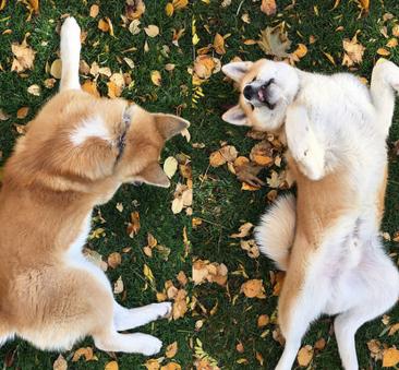 犬种百科之博美犬,犬种百科之柴犬